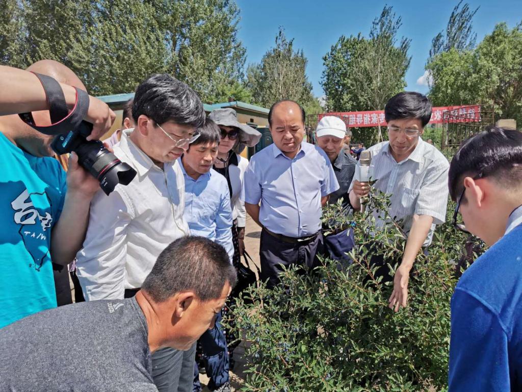 邹德堂副董事长陪同邓秀新院士一行考察蓝靛果科研示范基地